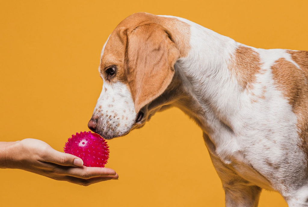 Cuidado Sostenible para Tu Mascota con Mascoturas